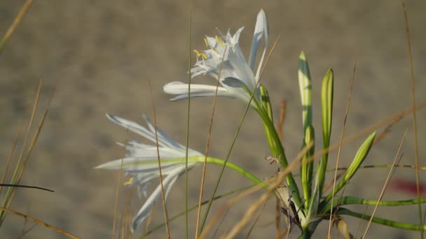 Twee Bloemen Van Zee Narcis Zwaaien Langzaam Ochtend Wind Pancratium — Stockvideo