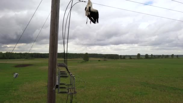 Cigüeña Muerta Colgando Líneas Eléctricas Alto Voltaje Área Rural Vista — Vídeo de stock