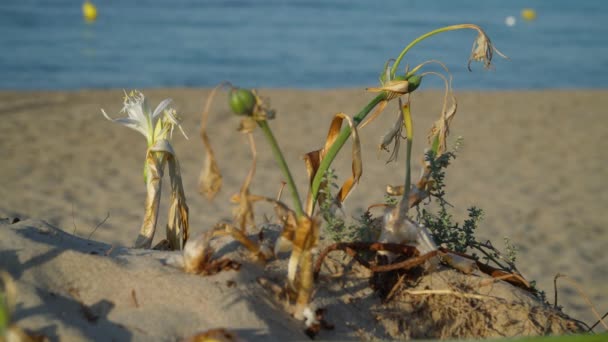 Suchy Żonkil Morski Pancratium Maritimum Piaszczystą Złotą Plażą Zamazanym Ruchem — Wideo stockowe