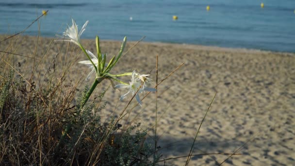 Pełne Wdzięku Kwiaty Żonkila Morskiego Wzdłuż Plaży Pancratium Maritimum Zamazaną — Wideo stockowe