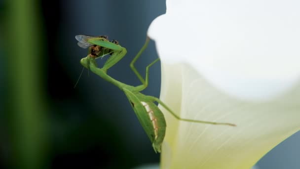 Interesante Movimiento Mandíbula Como Mantis Verde Come Presa Primer Plano — Vídeo de stock