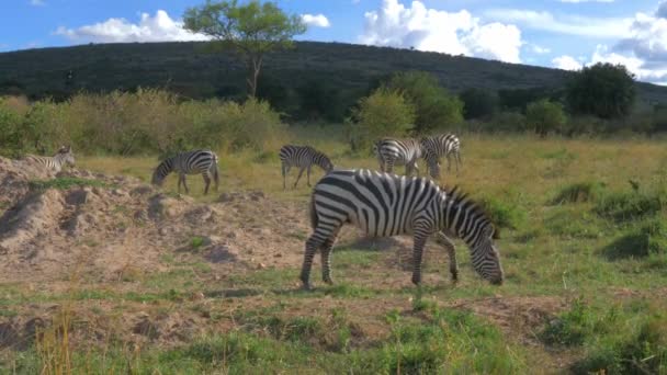 Zebre Pascolo Nel Safari Africano Maasai Mara — Video Stock