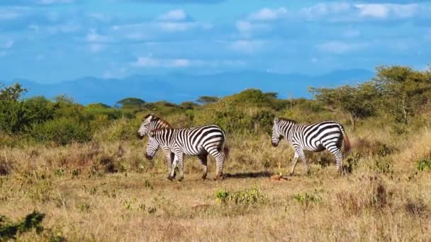 Cebras África Safari Maasai Mara Juego Unidad — Vídeos de Stock