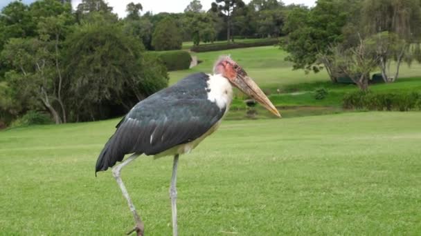 Marabou Stork Walking Grass — Stok video