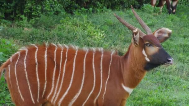 Horned Colorful Eastern Mountain Bongo Zagrożona Dzika Przyroda — Wideo stockowe