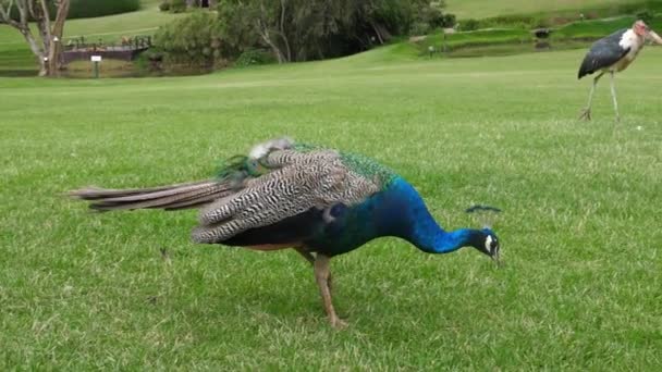 Burung Merak Biru Coloful Peacock Slomo Wide Shot — Stok Video
