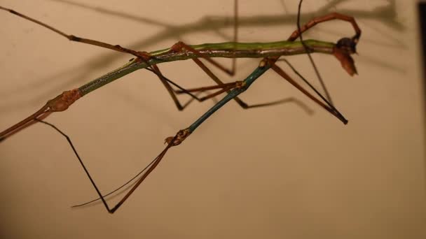 Dos Exóticos Insectos Palo Verde Azul Mate Cabeza Abajo — Vídeo de stock