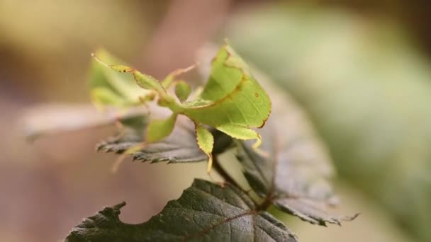 Kojenecký Zelený List Hmyzu Jemně Pohybuje Ostružinovém Listu Teráriu — Stock video