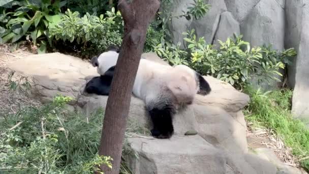 Panda Gigante Ailuropoda Melanoleuca Tirando Uma Soneca Tarde Dormindo Barriga — Vídeo de Stock