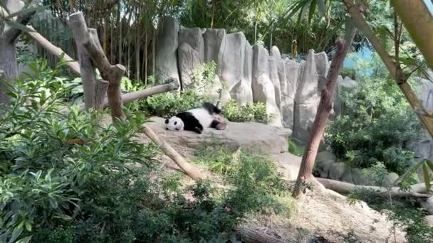 Zoom Ditembak Panda Raksasa Ailuropoda Melanoleuca Mengambil Tidur Siang Sore — Stok Video