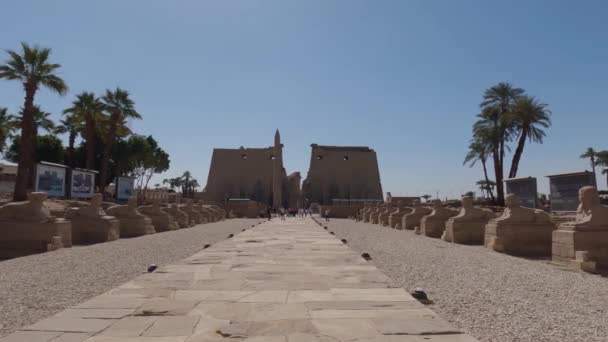 Rijen Van Sfinx Beelden Langs Route Naar Luxor Temple Vaststelling — Stockvideo