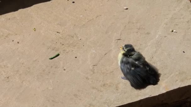 Baby Blue Tit Shaking Paving Slab Parent Arrives Feeds Baby — Stock Video