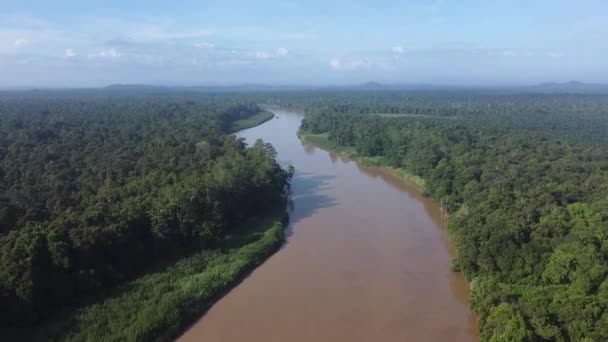 Uitzicht Vanuit Lucht Het Weelderige Regenwoud Borneo Met Kinabatang River — Stockvideo