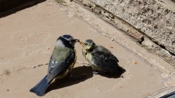 Adult Blue Tit Bird Feeding Its Young Newborn Hatchling — Vídeo de stock