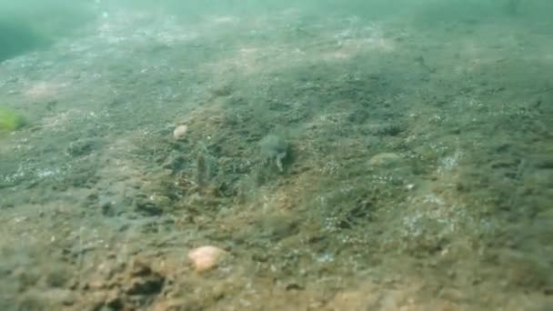 一只蟹在荷兰海岸外的北海沙滩上行走 在水下拍下了它的照片 它轻盈地在海底跳舞 还带着气泡 — 图库视频影像