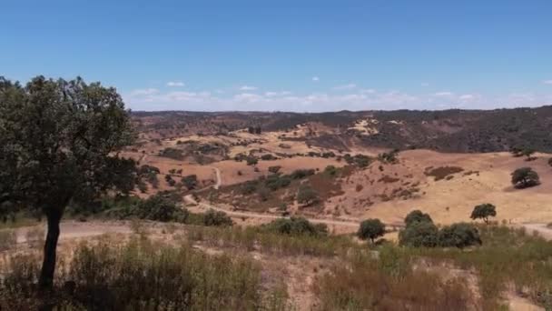 Drone Volant Entre Les Oliviers Avec Vallée Pittoresque Été Alentejo — Video