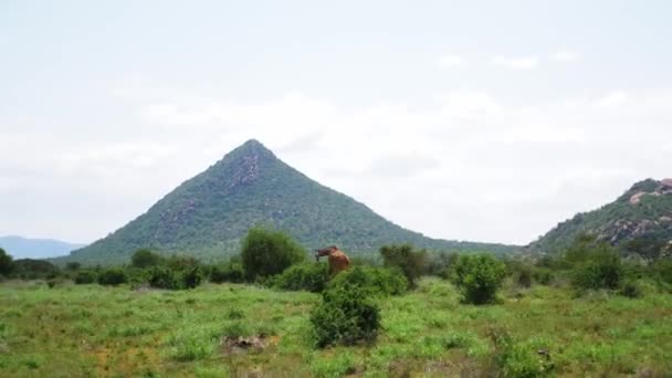 Καμηλοπάρδαλη Περιήγηση Ψηλά Δέντρα Βουνό Φόντο Maasai Mara National Reserve — Αρχείο Βίντεο