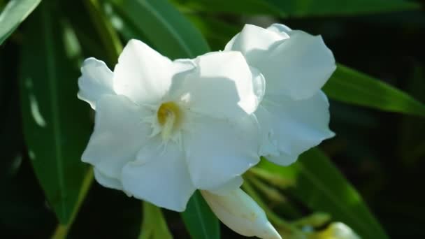 Close Van Witte Oleander Bloemen Een Achtergrond Van Takken Bloeiende — Stockvideo