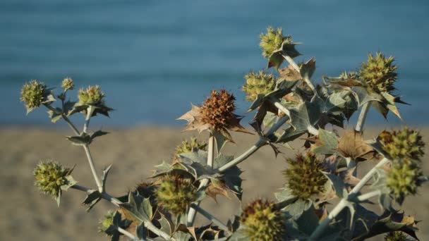 Primer Plano Acebo Marino Mañana Soleada Eryngium Maritimum Creciendo Cerca — Vídeo de stock