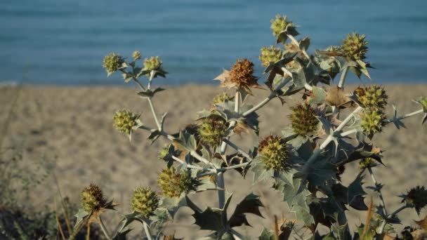 Kvetoucí Moře Holly Eryngium Maritimum Rostoucí Písečných Dunách Sun Bou — Stock video