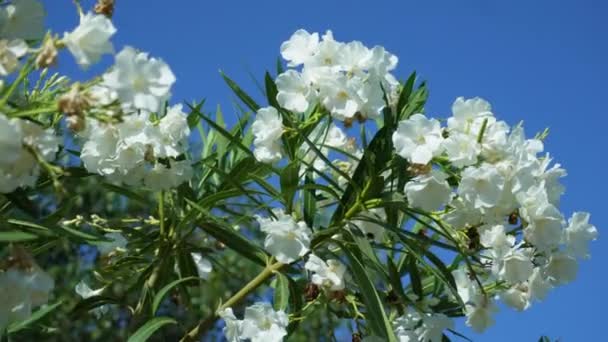 Ανθισμένα Κλαδιά Από Λευκό Δέντρο Oleander Nerium Κάτω Από Τον — Αρχείο Βίντεο