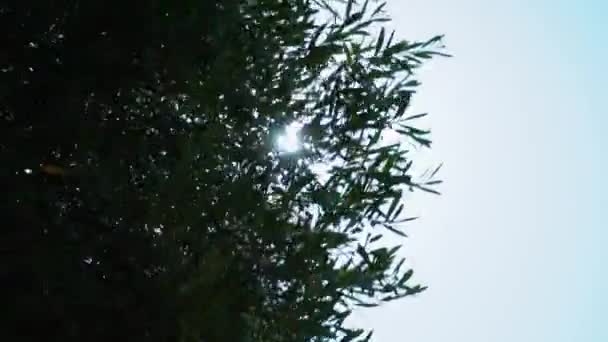Sol Meio Dia Brilhando Com Estrelas Brilhantes Através Dos Ramos — Vídeo de Stock