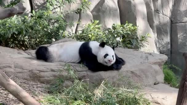 Folivore Panda Gigante Ailuropoda Melanoleuca Tomando Una Siesta Después Tener — Vídeos de Stock