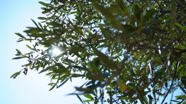 Sol Gnistrar Genom Gröna Grenarna Ett Olivträd Med Frukt Träd — Stockvideo