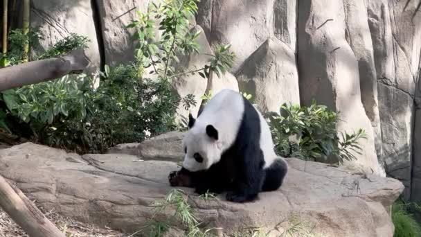 Humpback Obří Panda Ailuropoda Melanoleuca Probudil Sedě Zívl Vystrčil Jazyk — Stock video