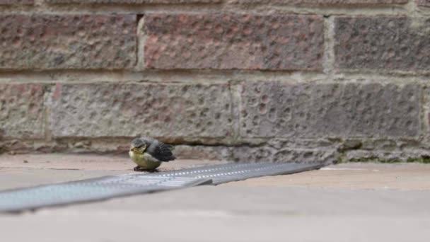 Young Baby Blue Tit Bird Moving Patio Chirping — Stock Video