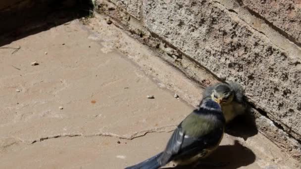 Adult Blue Tit Bird Feeding Young Baby — Stock video