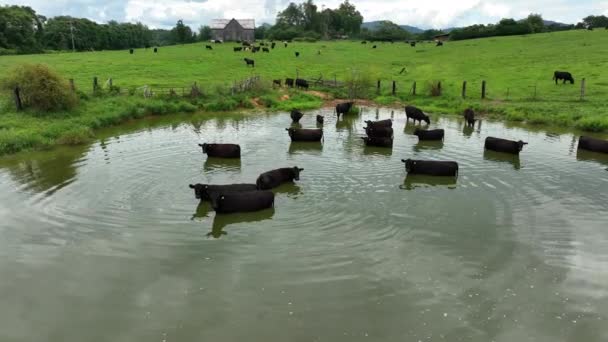 牛群在被草地草场污染的水中涉水游泳 在美国的空中 农村农业主题 — 图库视频影像