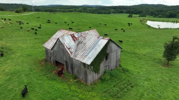 Rinder Auf Amerikanischer Farmranch Alte Scheunenantenne Weideland Szene — Stockvideo