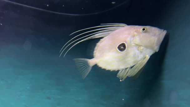 水族館の水槽で泳ぐジョン ドリー — ストック動画