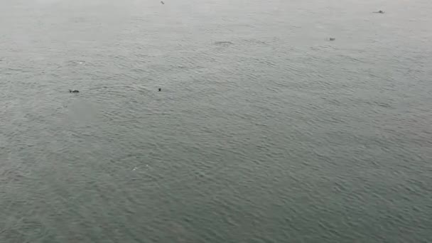 Una Vaina Delfines Cazando Peces Cerca Del Barco — Vídeo de stock