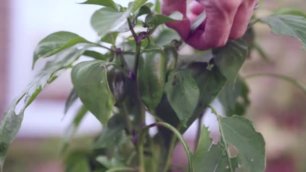 葉を手で剪定しながら茂みに成長する新鮮なピーマン — ストック動画