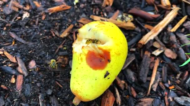 木から落ちた熟した梨を食べさせる — ストック動画