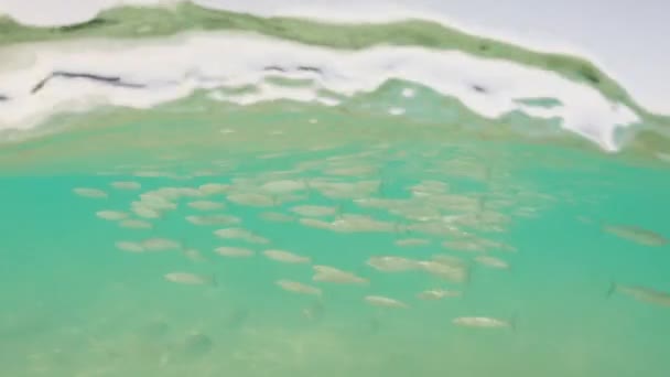 School Silverfish Zwemmen Onder Het Zeeoppervlak Fuerteventura Spanje Onderwater — Stockvideo