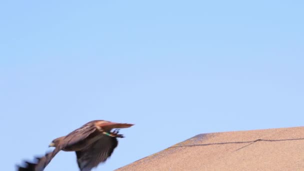 Rotschwanz Falke Fliegen Weg Und Kehren Tagsüber Auf Das Dach — Stockvideo