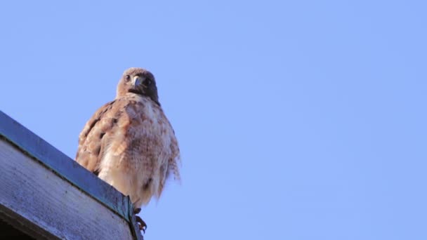 Nahaufnahme Eines Rotschwanz Falken Der Bei Klarem Himmel Über Dem — Stockvideo