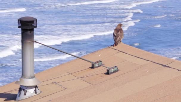 Wooden Cabin Chimney Red Tailed Hawk Sitting Roof Ocean Waves — стокове відео