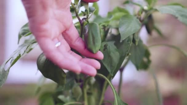 Eine Handkontrolle Und Berührung Mit Frischen Grünen Paprika Garten — Stockvideo