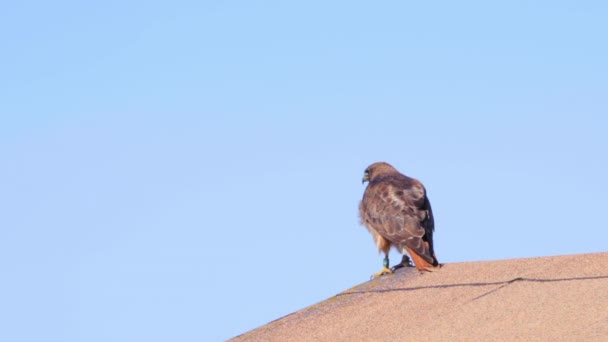 Red Tailed Hawk Perch Het Dak Vlieg Dan Weg Tijdens — Stockvideo