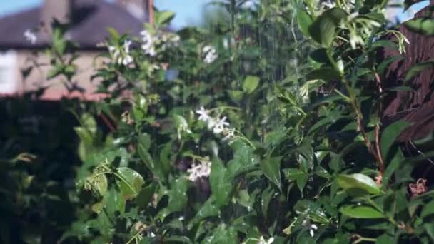 Φυτό Γιασεμιού Που Καλλιεργεί Φρέσκα Πράσινα Φύλλα Και Λευκά Άνθη — Αρχείο Βίντεο