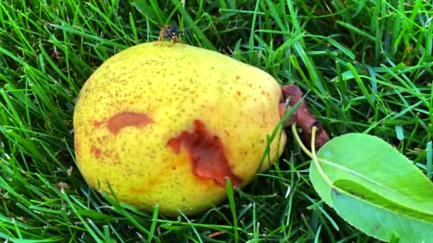 黄鼠狼吃从树上掉下来的成熟的梨 — 图库视频影像