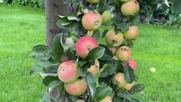 Zralá Jablka Dělají Větve Jabloňových Stromů Ohybem — Stock video