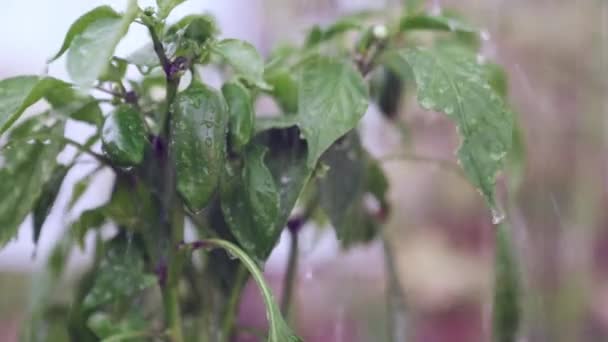 Φρέσκες Πράσινες Πιπεριές Ποτίζονται Σταγονίδια Νερού Τρέχουν Μακριά — Αρχείο Βίντεο