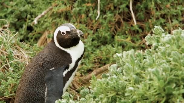 Afrika Penguenleri Cape Town Rüzgarlı Koşullarda Kıyı Bitkilerinin Arasında Otururlar — Stok video