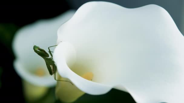 Mantis Edge Arum Lily Waits Patiently Ambush Its Prey — Stock Video
