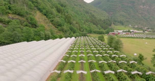 Rows Apple Orchard Plastic Tunnels Farm Laerdal Valley Norway Drone — Stock Video